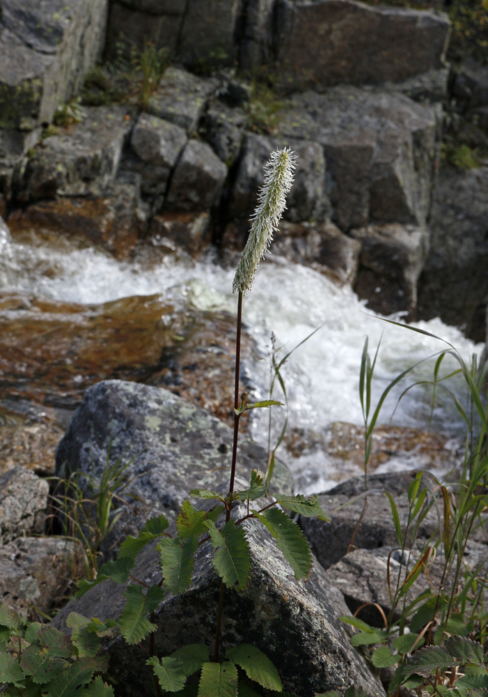 Изображение особи Sanguisorba stipulata.