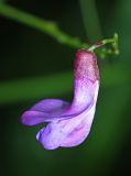 Vicia woroschilovii