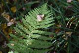 Dryopteris filix-mas