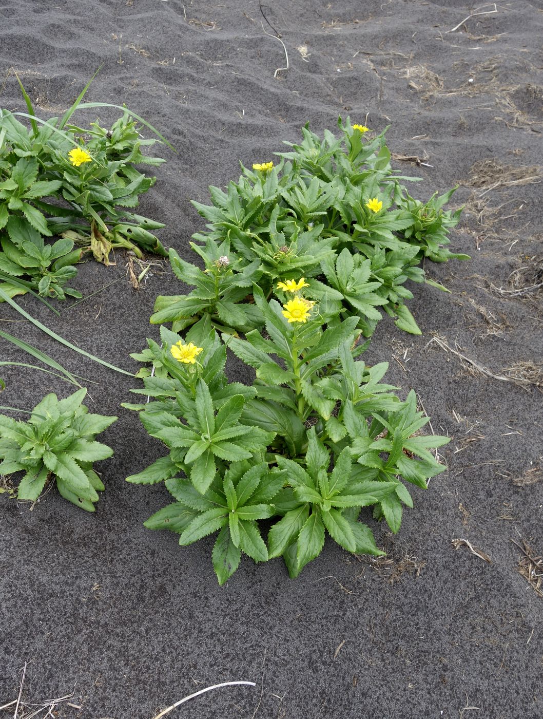 Image of Senecio pseudoarnica specimen.