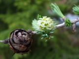 Larix sibirica