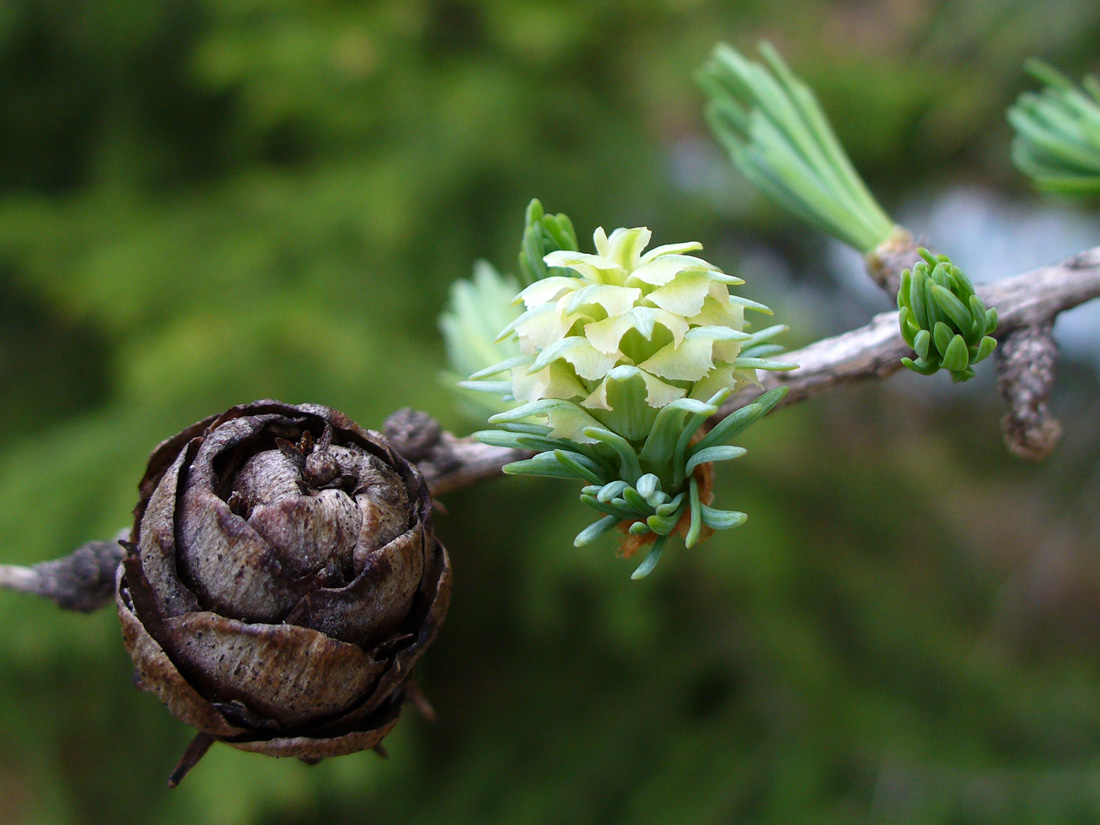 Image of Larix sibirica specimen.