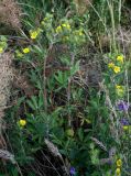 Potentilla