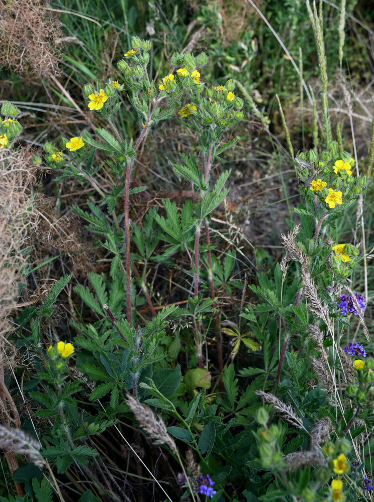 Изображение особи род Potentilla.