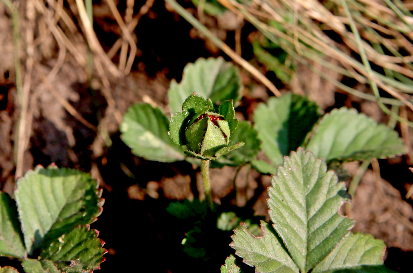 Изображение особи Duchesnea indica.