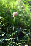 Trifolium fragiferum