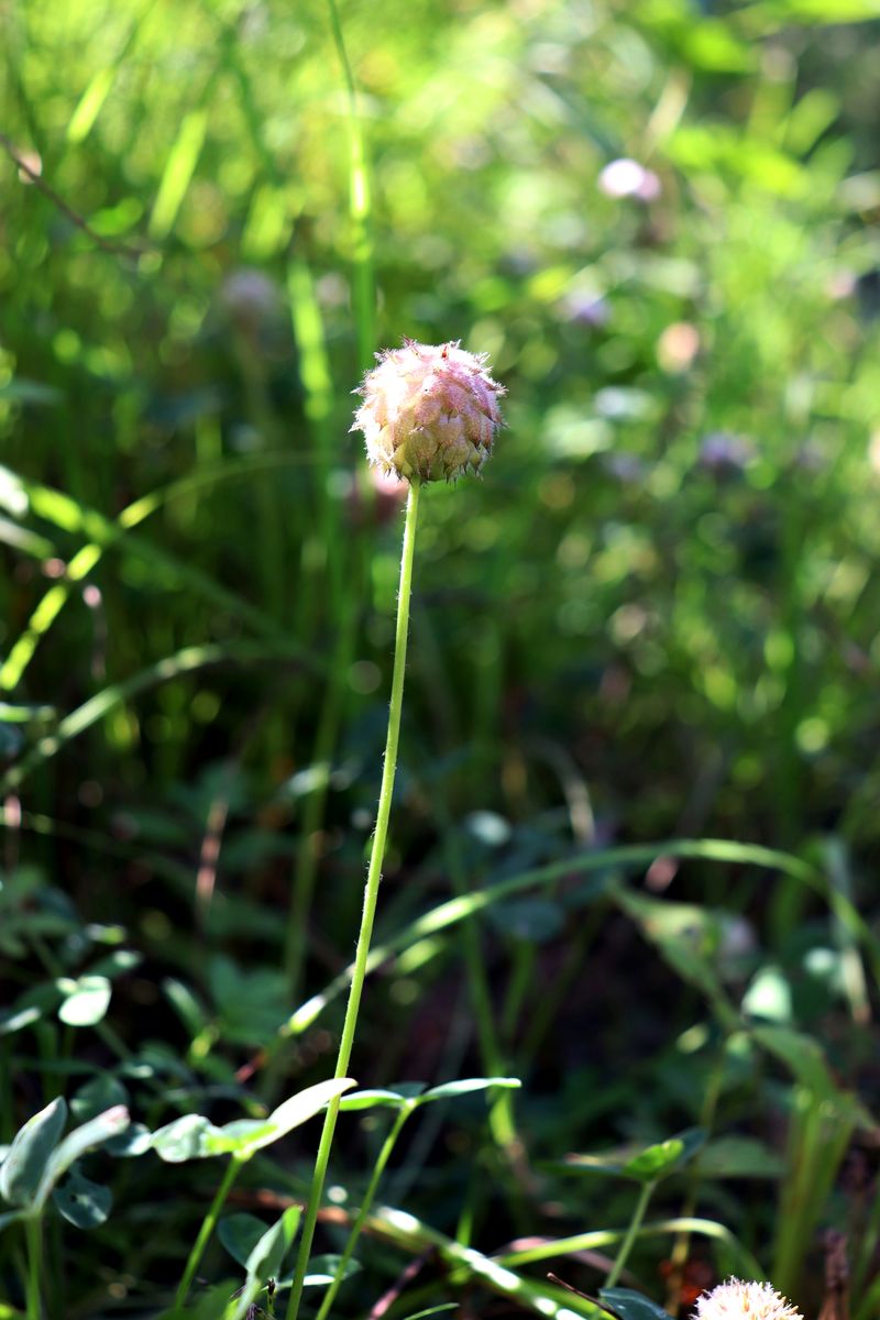 Изображение особи Trifolium fragiferum.