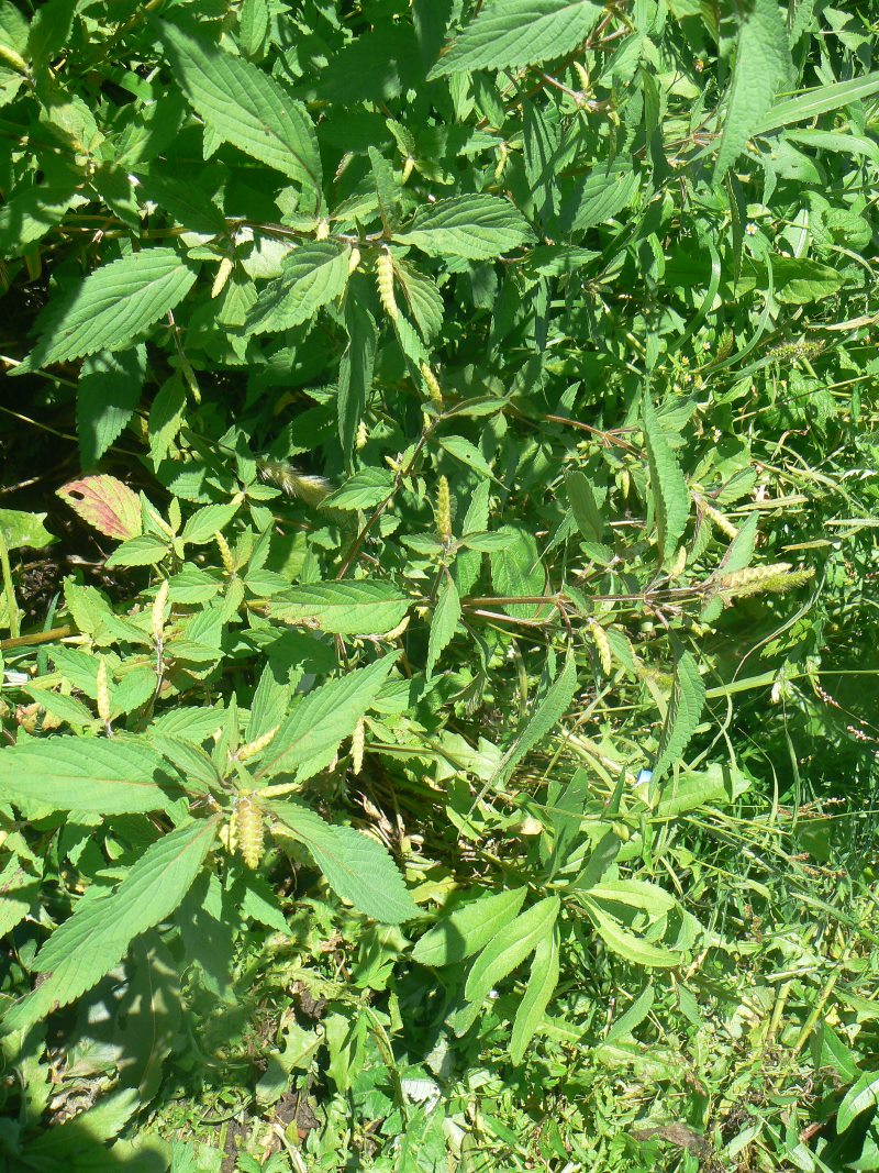 Image of Elsholtzia ciliata specimen.