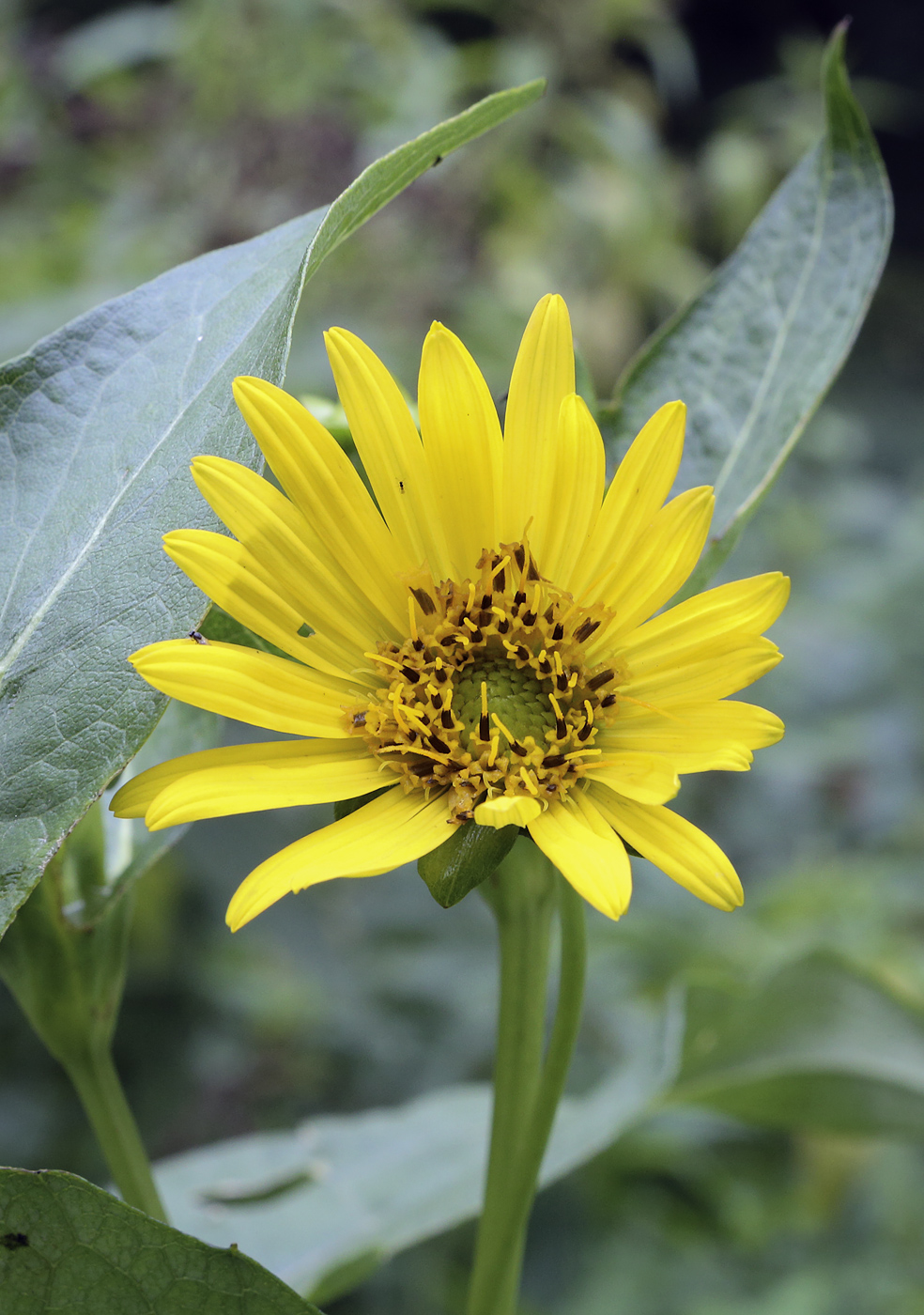 Image of Silphium perfoliatum specimen.