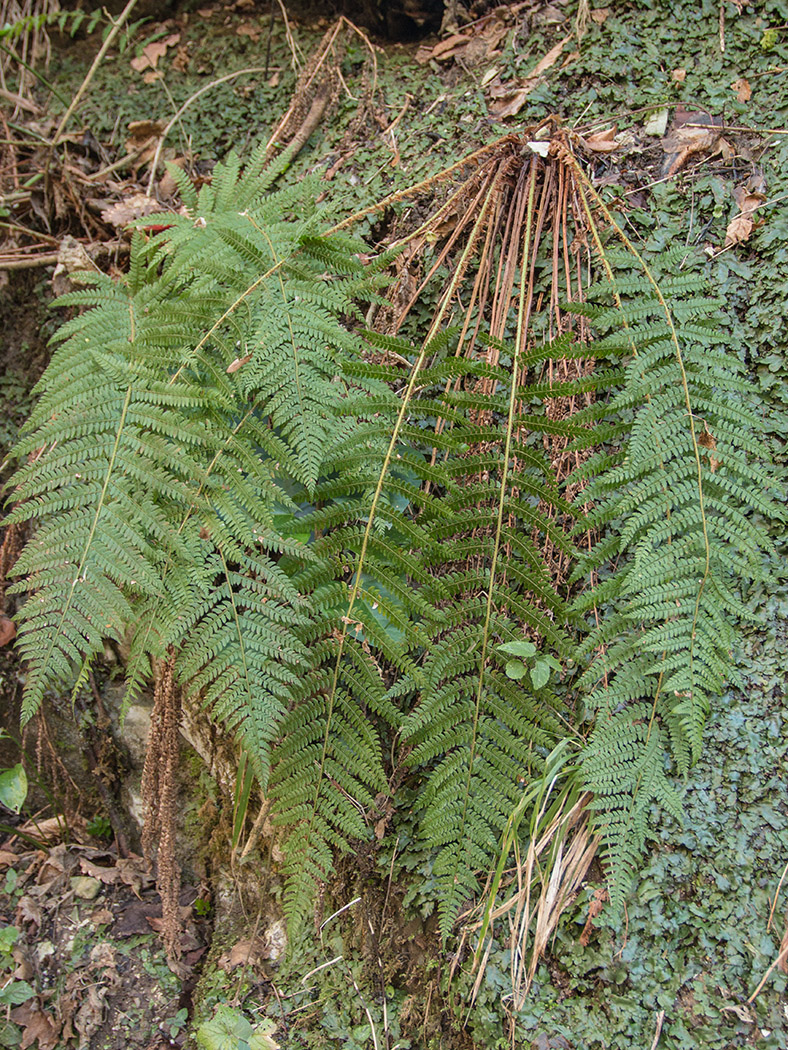 Image of Polystichum setiferum specimen.