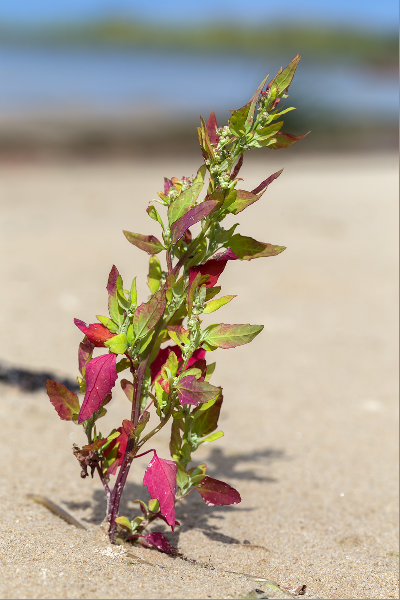 Изображение особи Chenopodium album.