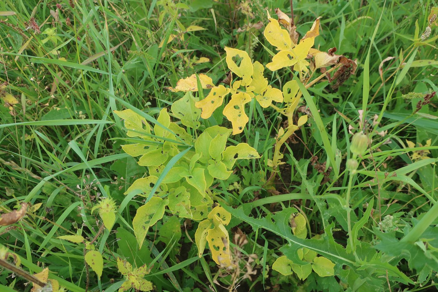Изображение особи Solanum tuberosum.
