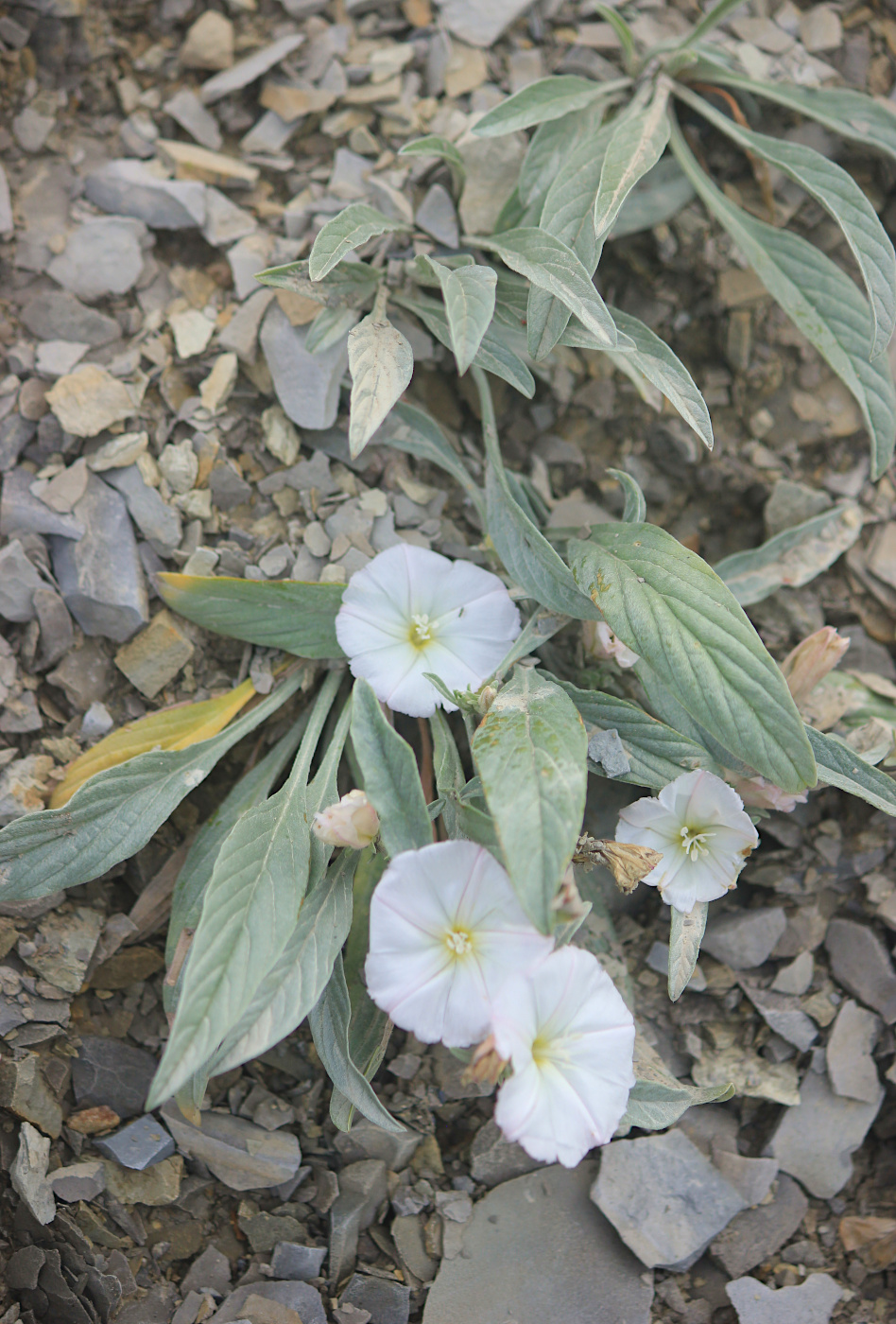 Image of Convolvulus lineatus specimen.