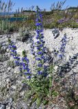 Echium vulgare