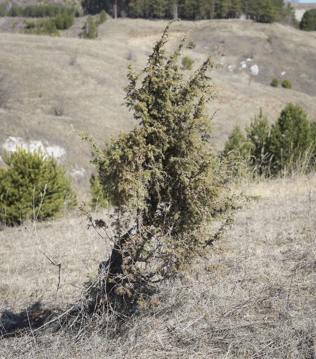 Изображение особи Juniperus communis.