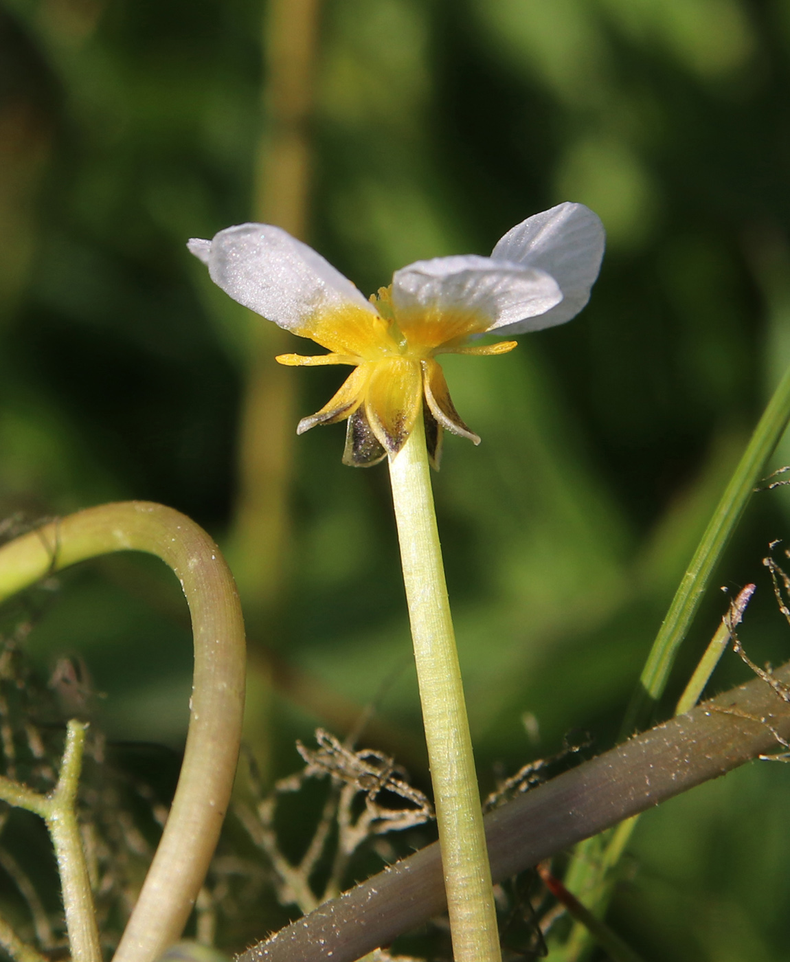 Image of Ranunculus confervoides specimen.