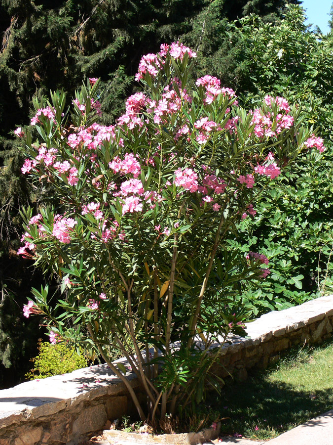 Image of Nerium oleander specimen.