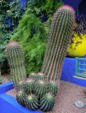 Ferocactus pilosus