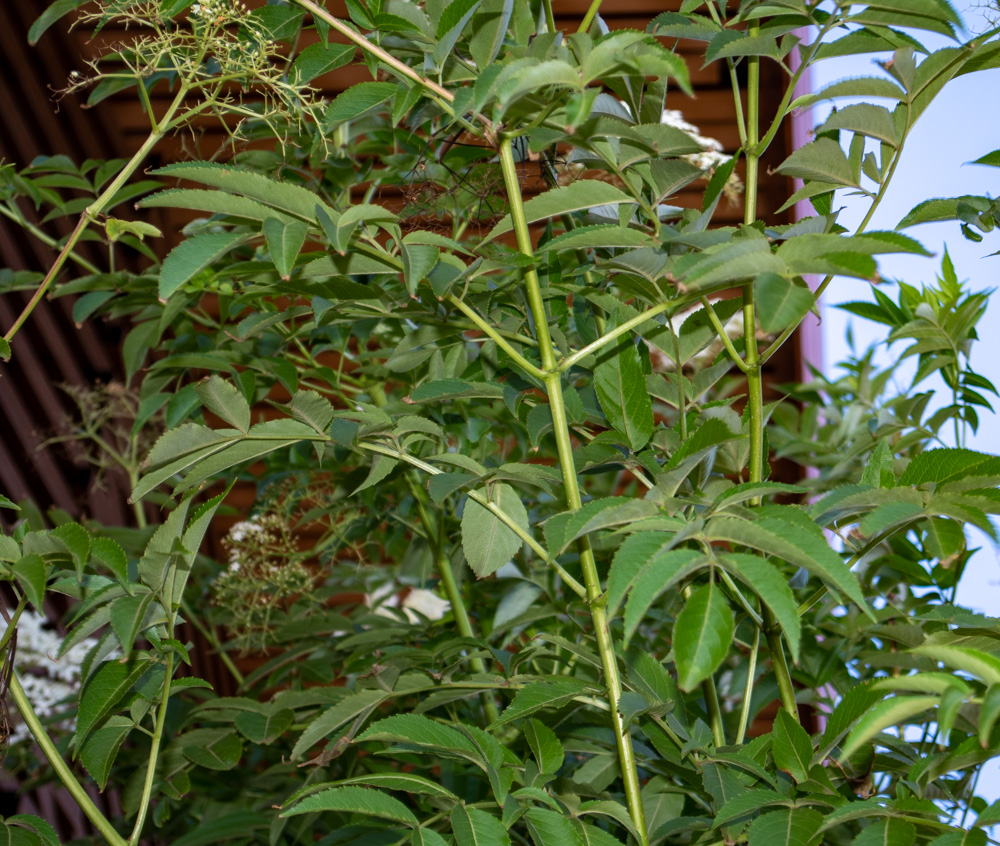 Image of Sambucus mexicana specimen.