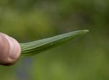 Linum lanuginosum