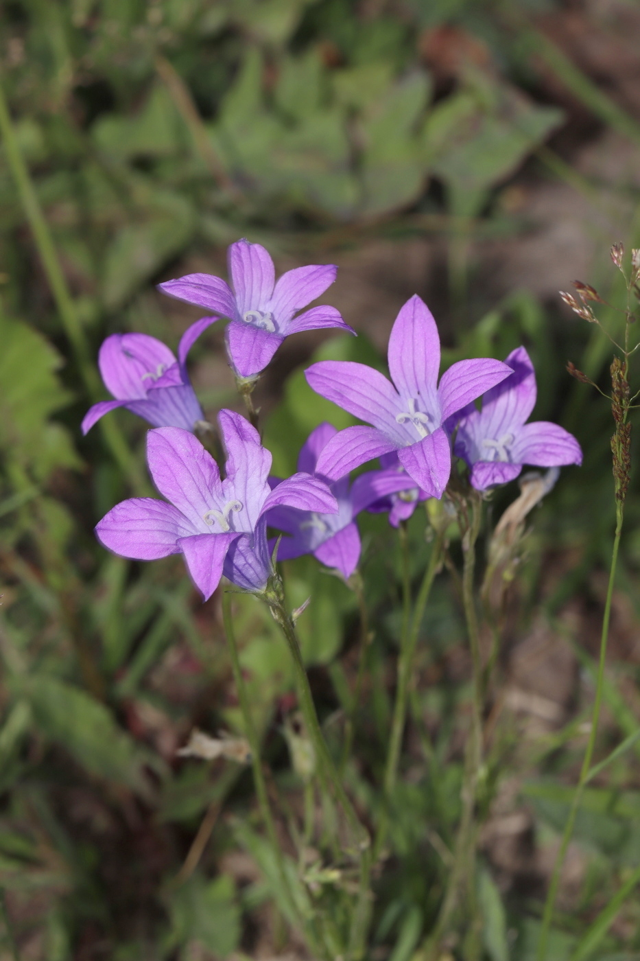 Изображение особи Campanula patula.