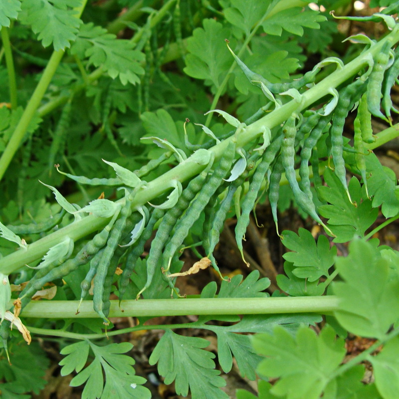 Изображение особи Corydalis speciosa.