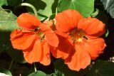 Tropaeolum majus