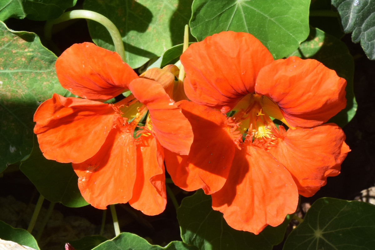 Изображение особи Tropaeolum majus.