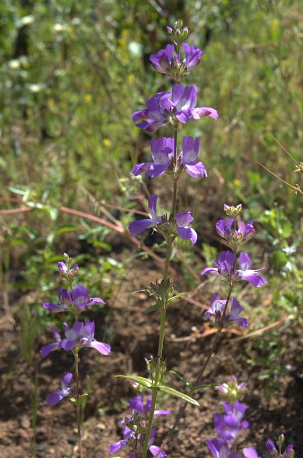 Изображение особи Collinsia heterophylla.