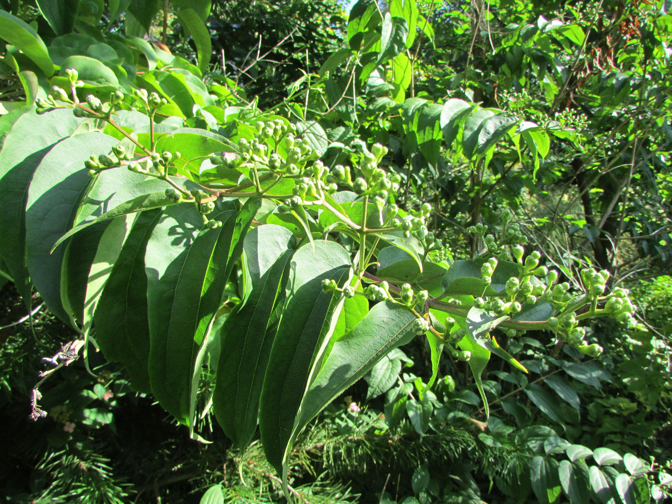 Image of Heptacodium miconioides specimen.