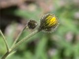 Hieracium glabriligulatum. Развивающееся соцветие. Мурманская обл., Кольский р-н, долина р. Титовка ниже автодороги А138 Мурманск — Печенга, Мельничные водопады, основание скалы у первого сверху водопада. 11.07.2023.