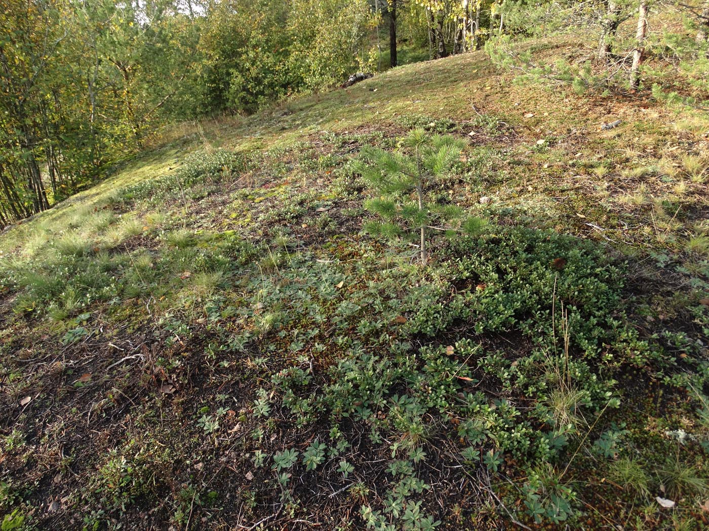 Изображение особи Arctostaphylos uva-ursi.