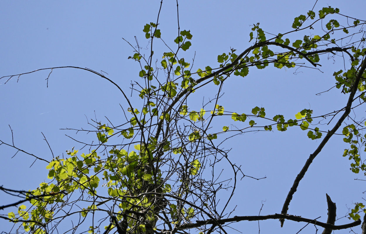 Image of genus Vitis specimen.