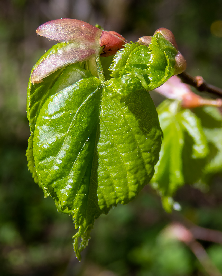 Изображение особи Tilia cordata.