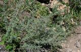 Artemisia persica