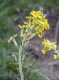 familia Brassicaceae. Верхушка соцветия с цветками, бутонами и завязавшимися плодами. Испания, Каталония, пров. Жирона, комарка Рипольес, муниципалитет Сеткасес, окр. курорта \"Вальтер 2000\", ≈2150 м н.у.м., долина р. Тер, склон южной экспозиции, эродированный участок луга. 29.05.2022.