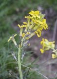 семейство Brassicaceae. Верхушка соцветия с цветками, бутонами и завязавшимися плодами. Испания, автономное сообщество Каталония, провинция Жирона, комарка Рипольес, муниципалитет Сеткасес, окр. курорта \"Вальтер 2000\", ≈2150 м н.у.м., долина р. Тер, склон южной экспозиции, эродированный участок луга. 29.05.2022.