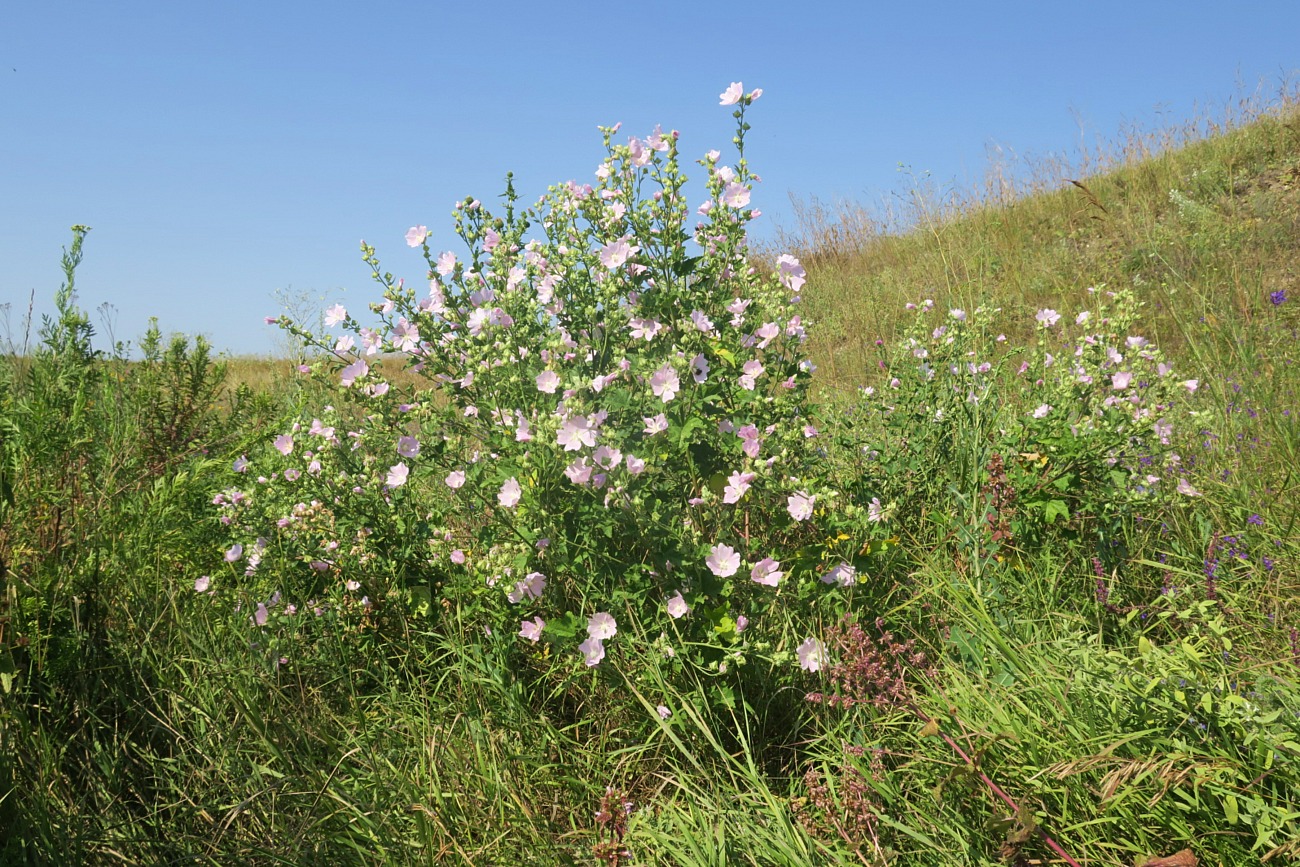 Image of Malva thuringiaca specimen.