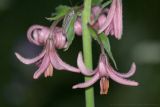 Lilium pilosiusculum