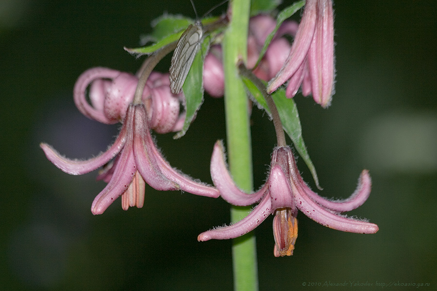 Изображение особи Lilium pilosiusculum.