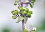 Ocimum tenuiflorum. Часть соцветия с бутонами. Таиланд, Бангкок, Донмыанг, жилой квартал, у забора, в культуре. 11.09.2023.
