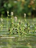 Sparganium × longifolium. Скопление надводных частей соцветий на разных стадиях развития (верхушка отцветшего соцветия в центре группы, с бурой тычиночной частью и завязавшимися плодами — Sparganium gramineum). Ленинградская обл., Всеволожский р-н, окр. дер. Юкки, юго-вост. берег оз. Тохколодское; Sparganietum в литоральной зоне — популяция гибрида-полусироты, с меньшим участием Sparganium gramineum, в 10 м от уреза воды, песчано-торфянистое дно на глубине около 100 см. 12 августа 2022 г.