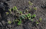 Cerastium glomeratum. Цветущее и плодоносящее растение. Дагестан, Магарамкентский р-н, окр. с. Приморский, песчаный пляж. 05.05.2022.