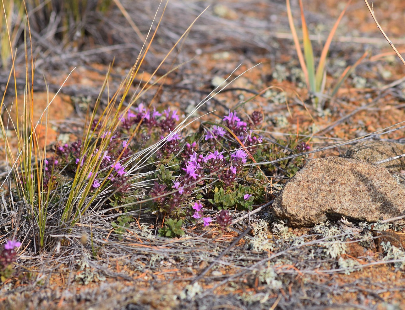 Изображение особи Thymus baicalensis.