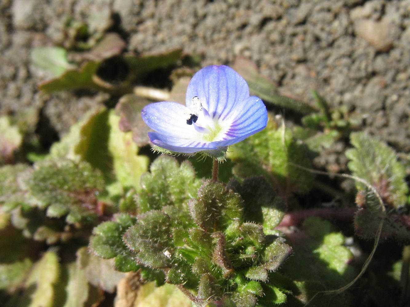 Image of Veronica persica specimen.