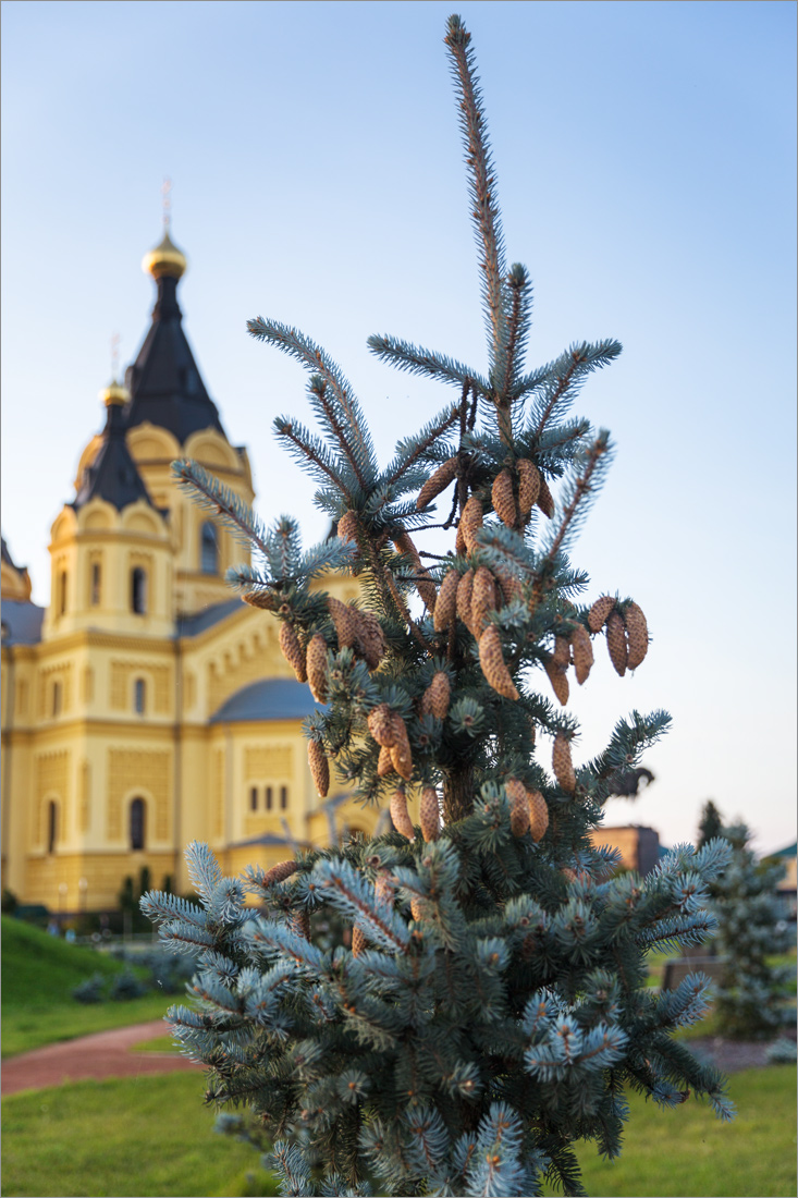 Изображение особи Picea pungens f. glauca.