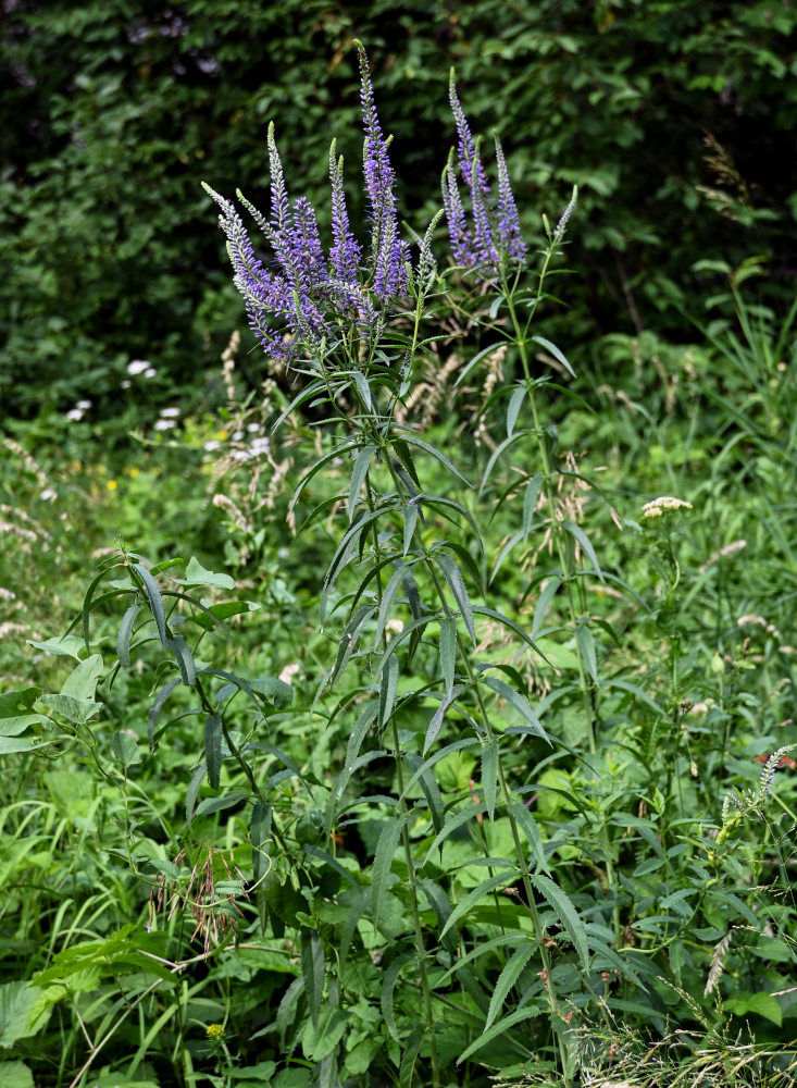 Изображение особи Veronica longifolia.