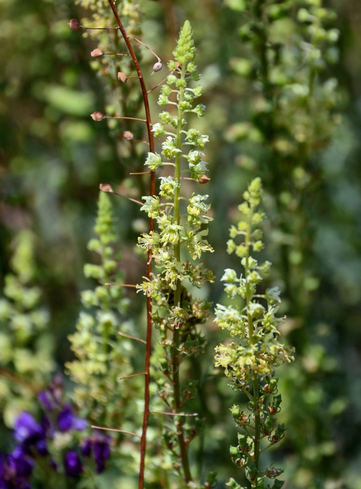 Image of Reseda lutea specimen.