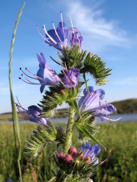 Изображение особи Echium vulgare.