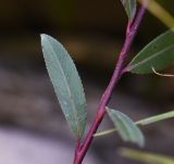 Salix elbursensis. Фрагмент побега. Республика Адыгея, Майкопский р-н, окр. пос. Каменномостский, устье р. Мишоко, берег реки. 18 августа 2023 г.